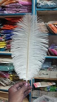 10 inches Ostrich feather